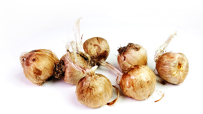 Krokus Jesienny Sativus