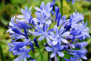 Agapanthus blue