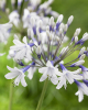 Agapanthus twister