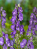 Aconitum napellus blue