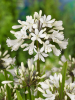 Agapanthus africanus albus
