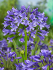 Agapanthus blue
