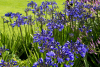Agapanthus blue