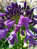 Agapanthus poppin purple