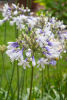 Agapanthus twister