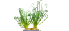 Albuca spiralis frizzle sizzle