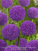 Allium ambassador