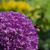 Allium ambassador