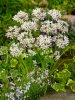 Allium cameleon