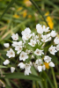 Allium neapolitanum