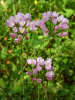 Roseum