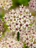 Allium silver spring