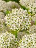 Allium nigrum