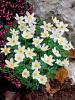 Nemorosa alb