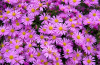 Aster dumosos alice haslam