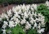 Astilbe deutschland japonica