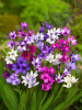 Babiana stricta mixed