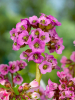 Bergenia cordifolia purpurea