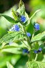 Brunnera macrophylla