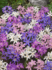 Chionodoxa mixed