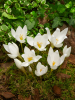 Colchicum album speciosum