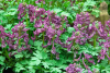 Corydalis solida purple bird