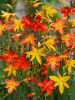 Crocosmia small flowering mixed