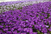 Flower record large flowering