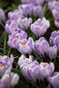 Pickwick striped large flowering