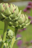 Cynara scolymus - artichoke