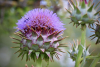 Cynara scolymus - artichoke
