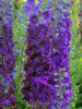 Delphinium magic fountains blue dark bee
