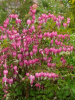 Dicentra spectabilis