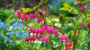 Dicentra spectabilis