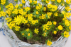Eranthis cilicica