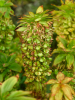 Eucomis bicolor