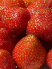 Fragaria darselect (strawberry)