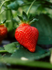 Fragaria darselect (strawberry)