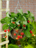 Fragaria elsanta (strawberry)