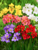Freesia einfach mischung