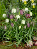 Fritillaria meleagris gemengd
