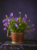 Geranium himalayense