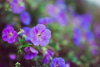 Geranium himalayense