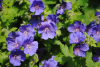 Geranium johnson's blue