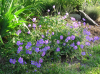 Geranium johnson's blue