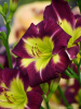 Hemerocallis night beacon