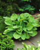 Hosta august moon