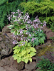 Hosta mixed