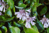 Hosta mixed