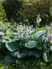 Hosta sieboldiana elegans